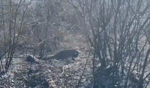 Iguana resgatada em meio a incêndio florestal na Grande Natal — Foto: Reprodução