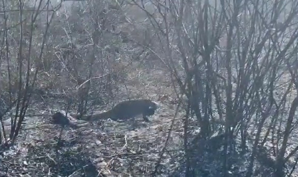 Iguana resgatada em meio a incêndio florestal na Grande Natal — Foto: Reprodução