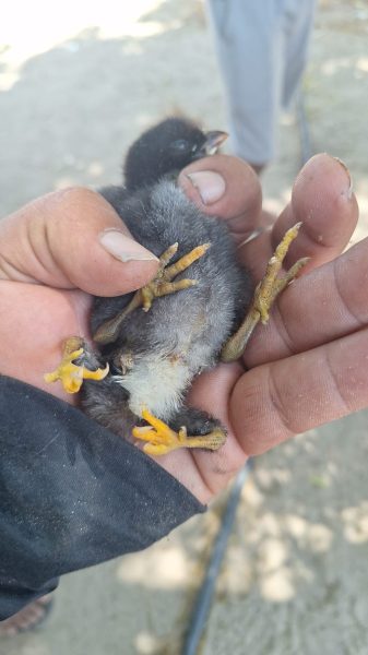 Pintinho nasceu com quatro patas em São Miguel do Gostoso (RN) — Foto: Arquivo Pessoal